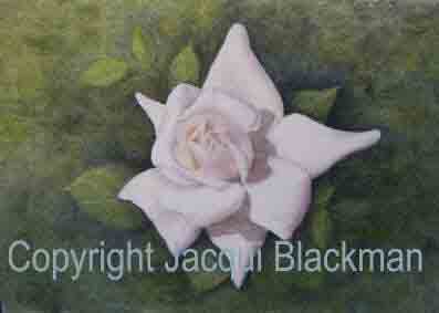 white rose painted with oils on watercolour paper