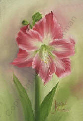 Amaryllis flower painted wet-on-wet