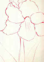 outline of amaryllis flower for oil painting