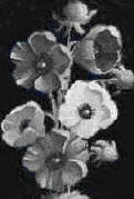 greyscale on black