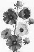 greyscale