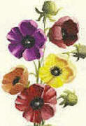 coloured