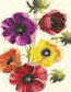 Anemonies