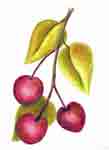 cherries blended with Zest-it Pencil Blend