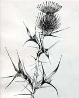 ink thistle