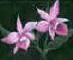 dimerandra orchid