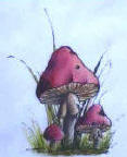pen and ink mushroom with oil colour