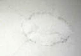 pencil outline of wet on wet flower