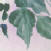 close up of leaf strokes