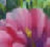 close up of flower petals and steamen