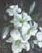  lilly flowers