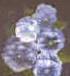  pansey flowers