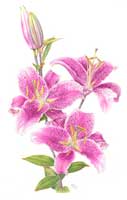 lilly in colour pencil