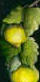 Lemons on black
