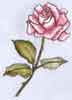 rose blended colour pencil on parchemnt