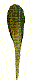 round tear drop