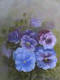panises