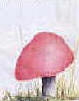 mushroom project