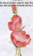 wild rose project