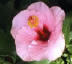 hibscus flower growing at palmers