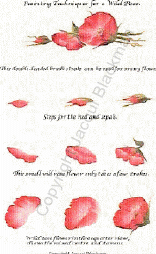 step by step painting of wild roses