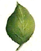 leaf