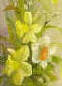 spring daffodils