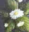 tole daisy