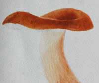 showing the blending of colour pencils