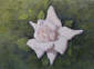 white rose thumbnail