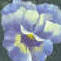 pansy flower