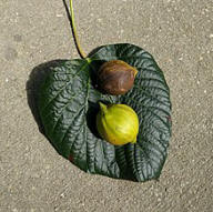 tung leaf and fruit